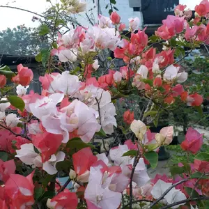 MAHARANI BOUGENVILLE IMPORT 100% ORIGINAL TERMURAH