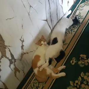 Kalung Kucing Anjing Cetakan bintang Lonceng Pet Cat Collar Aksesori Hewan