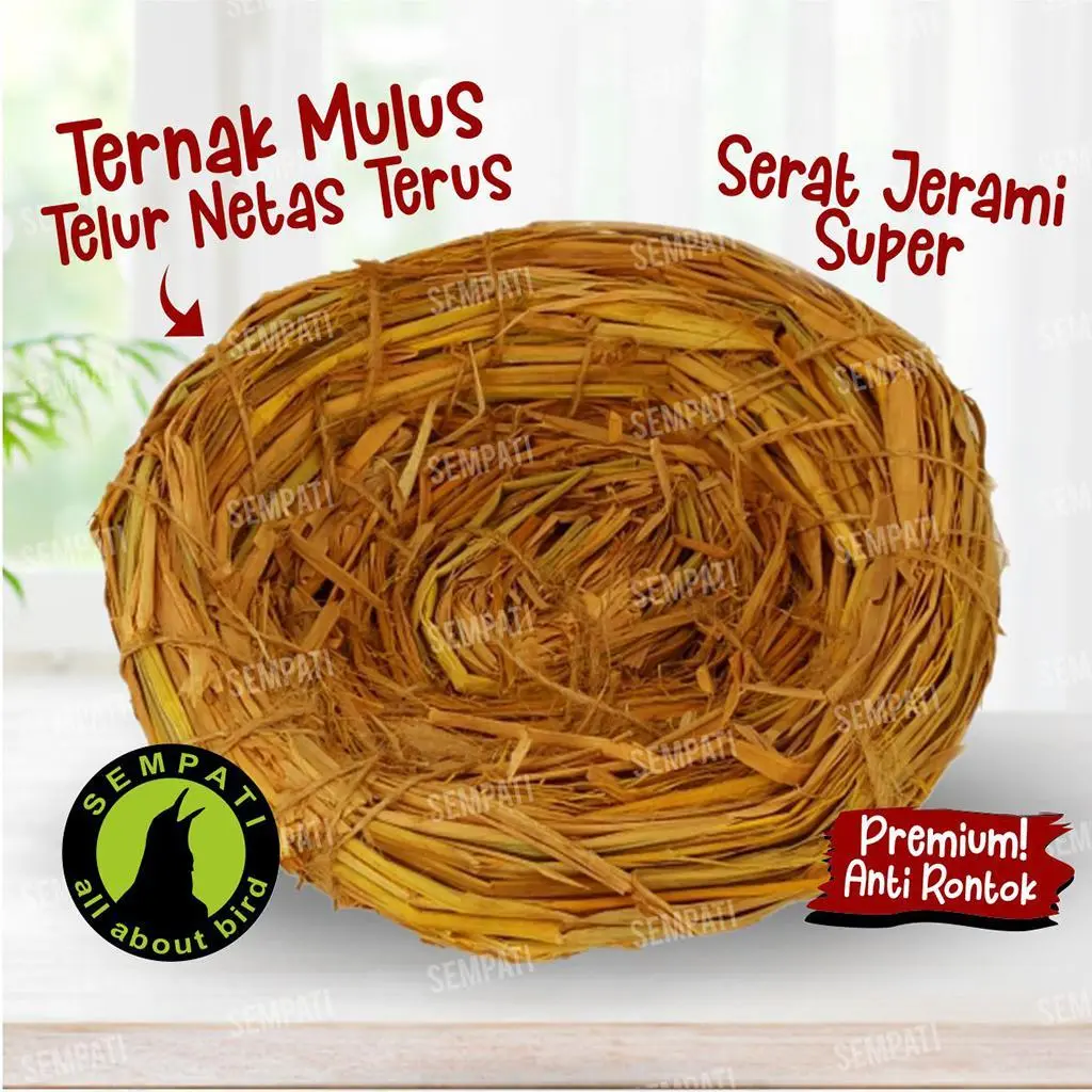 Sempati Tarangan Sarang Susuh Jerami Kecil Serat Bertelur Burung Kenari Balckthroat Anis Punglor Finch Sehat