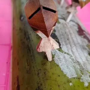 Sawangan atau Peluit merpati putih,sulingan, hontang diekorr, mudah bunyi