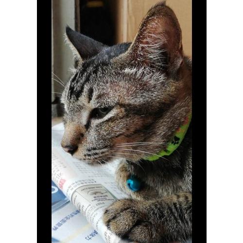 [1xPcs] Cat Collar with Bell Random Colors (Adjustable Length, 10mm Width)Kolar Kucing Loceng