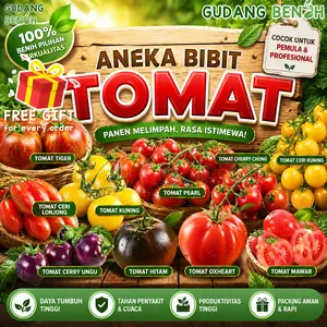 Bibit Tanaman Sayuran Pilihan Tomat Cerry Chung Kualitas Terbaik Isi 1000 Benih