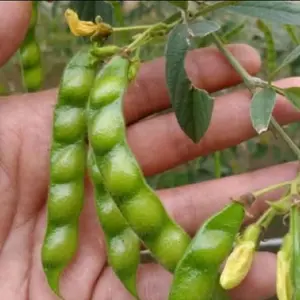 Buah Hiris Segar/Buah Hiris Muda presh 100g