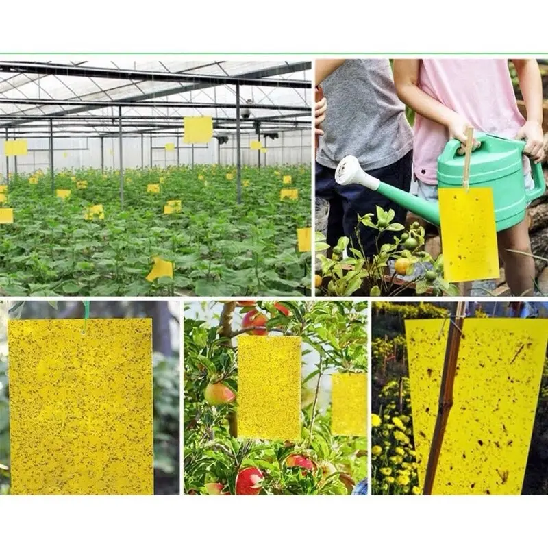 10 tấm dính ruoi vàng đục trái trên cây ăn quả 3