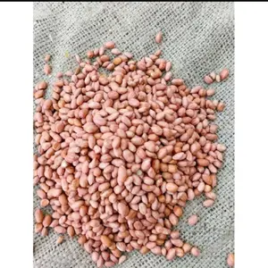KACANG TANAH FRESH TERLARIS