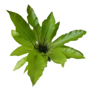 tanaman hias kadaka hutan mini bibit