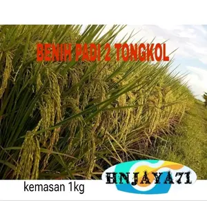 BENIH PADI T2 TONGKOL 1KG