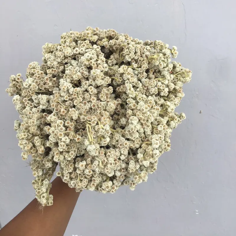 Bunga edelweis/bunga abadi/bunga gunung/bunga kering/bunga bromo/bunga buket/bunga hiasan buket/bunga untuk buket/bunga rustic/bunga dekorasi 3