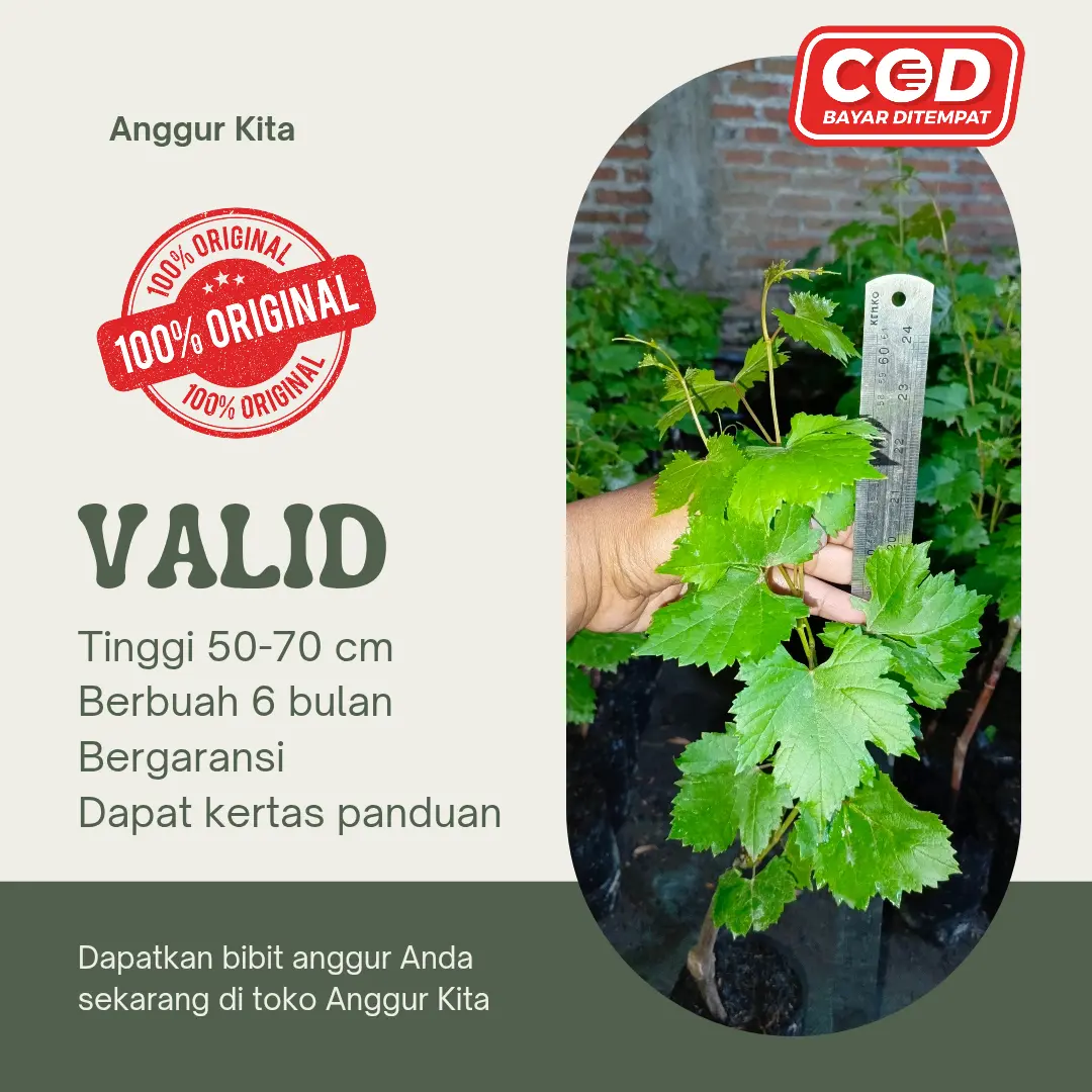 Bibit Tanaman Anggur Import Ketinggian 50-70 cm Hasil Grafting, Tanaman Buah Berkualitas Tinggi Cepat Berbuah, Cocok untuk Berbagai Tanah