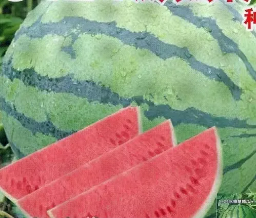 Qilin seedless watermelon seeds seedless, extremely high-yield, giant sweet king, southern all-season vegetable and fruit seed