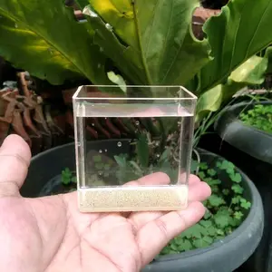 soliter ikan cupang/guppy ukuran 7x4x7cm warna bening