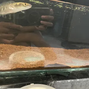 ROSSTON Pemanas Air Aquarium Heater Kaca RKC 25W 50W 75W 100W Penghangat Air Aquarium untuk Akuarium Anda