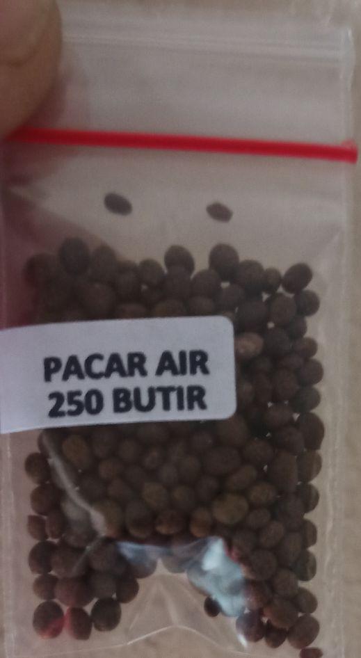 Product Introduction of biji benih tanaman bunga pacar air tumpuk mix warna siap semai 3