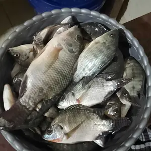 Terpal kolam ukuran 100x50x25 bahan korea A5