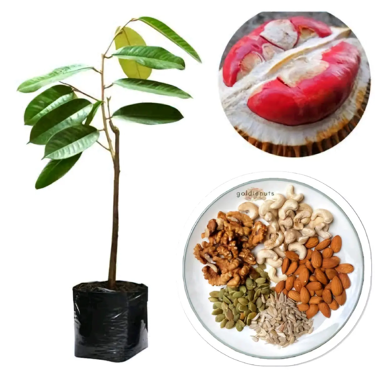 BENIH / BBT TANAMAN DURIAN MERAH PREMIUM (Siap Tanam dan Cepat Panen) pupuk  durian