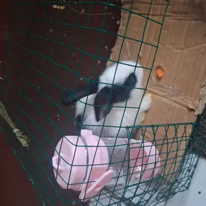 Tempat Minum Hamster Gantung Botol Minum Hamster Kelinci Dan Marmut Botol Hamster Tempel 80ml 125ml