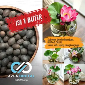 Biji Benih Teratai Lotus Cantik untuk Kolam dan Aquarium