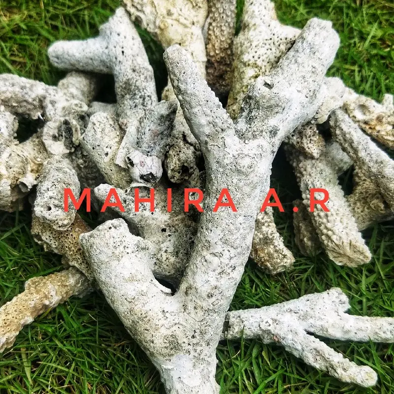 Karang Jahe 500 gram - Filter Akuarium untuk pH Netral dan Alkali 2