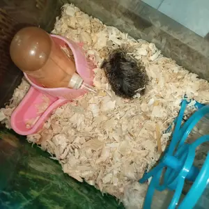 Botol Minum Bola Hamster & Kelinci 60/80/125ml Anti Tumpah 4 Warna Bisa Satuan/Set Bahan food grade