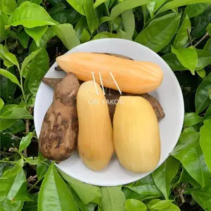 Ubi yakon 500gram isi 2-6 bergaransi