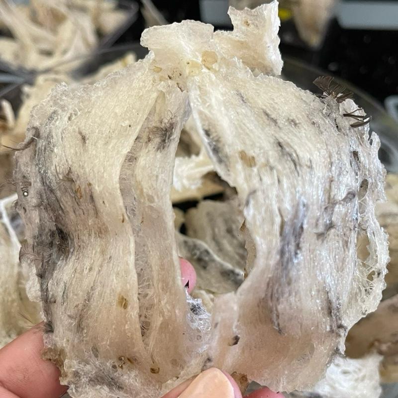 Yến thô già siêu gân, siêu nở khá lông và phân rêu đổi lại siêu nở và siêu dài giòn MUA 1 TẶNG 5 ( TIỆM YẾN NHÀ AN ) 3