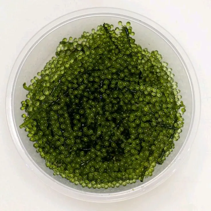 rumput laut/green caviar/lato/latoh 100gram