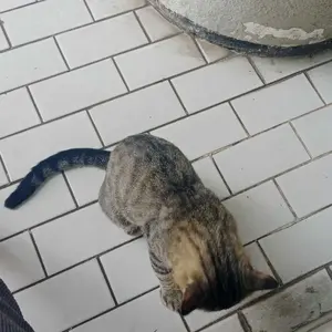 Golden Paw - DentalCat Obat Tetes Mulut Kucing Sariawan Radang Bau Mulut dan Pembersih Plak Karang Gigi Hewan 20ml