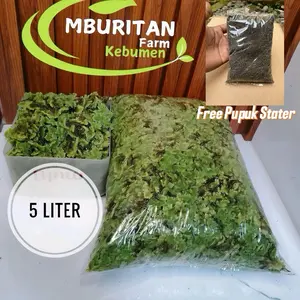 MBURITAN Farm Kebumen Azola Pakan Ikan/Unggas Kemasan 5 Liter Pakan Alternatif untuk Ikan dan Unggas Free Pupuk Stater