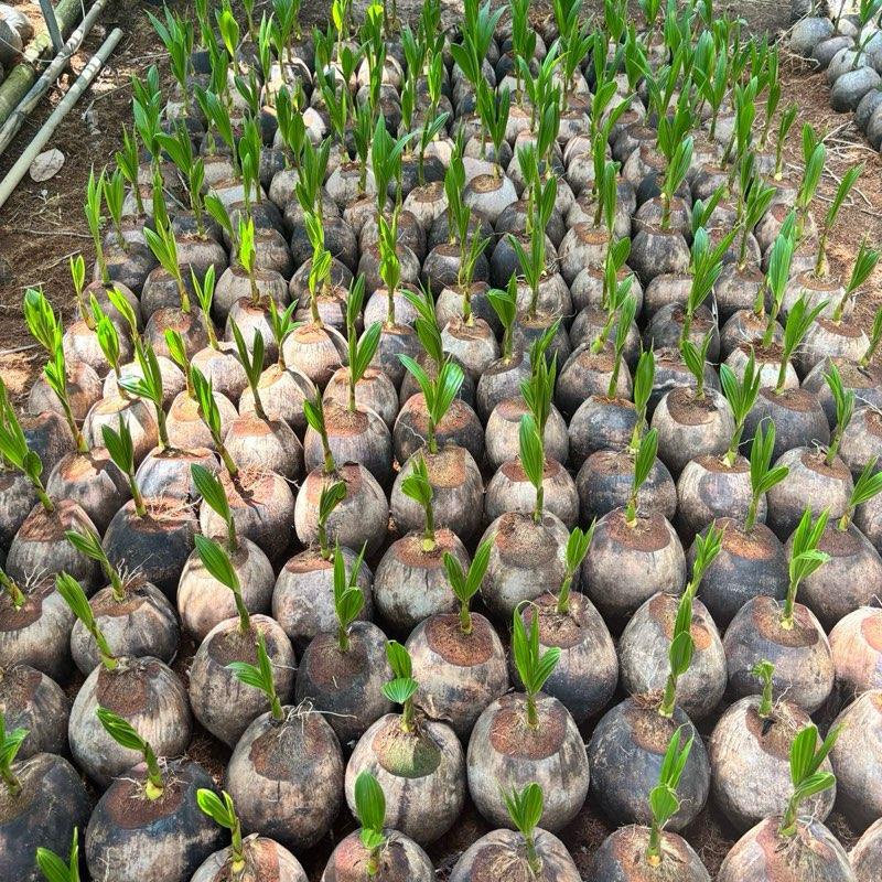 Dừa xiêm xanh bầu- giống lùn năng suất cao nước ngọt thích hợp trồng kinh tế