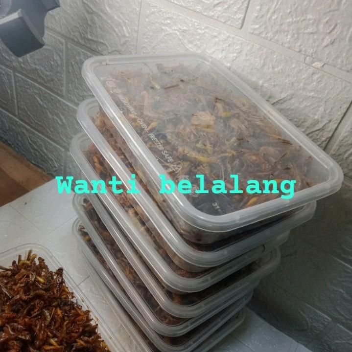 belalang utis/belang kecil dpet 1box 1