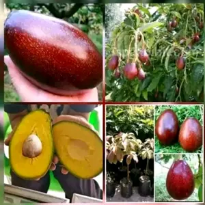 Bibit Tanaman Alpukat REDVIETNAM si daun Merah Unggul Hasil Okulasi Sambung Pucuk Ukuran 40-60cm Umur 4-5bln