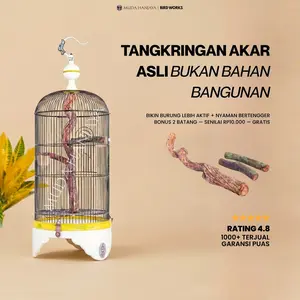 Muda Hanjaya Tangkringan Akar Burung Meliuk Rambatan Pelatuk Bandung Kualitas Bagus Bonus 2 Akar Kecil Panjang 55cm Lokasi Bandung