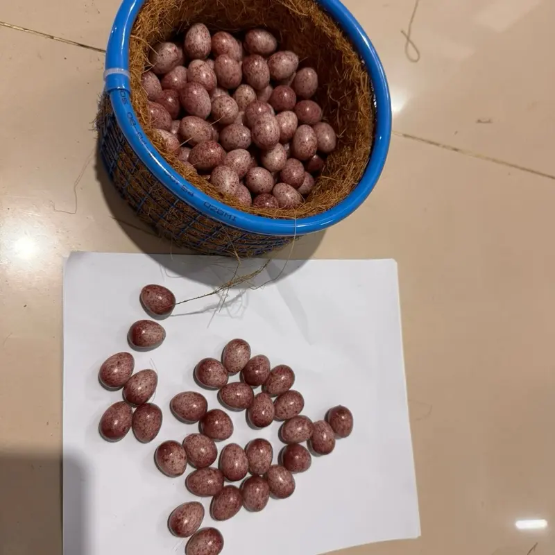 Trứng ziả ( choè lữa - choè than - chào  mào ) 3