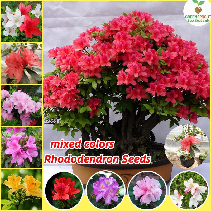Singapore Ready Stock 50pcs Mixed Color Rhododendron Flower Seeds ...