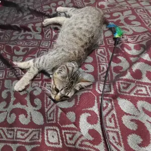 Mainan Peer Tikus Goyang Mainan Kucing dengan Lonceng Cat Toys Mainan Kucing Tikus Interaktif
