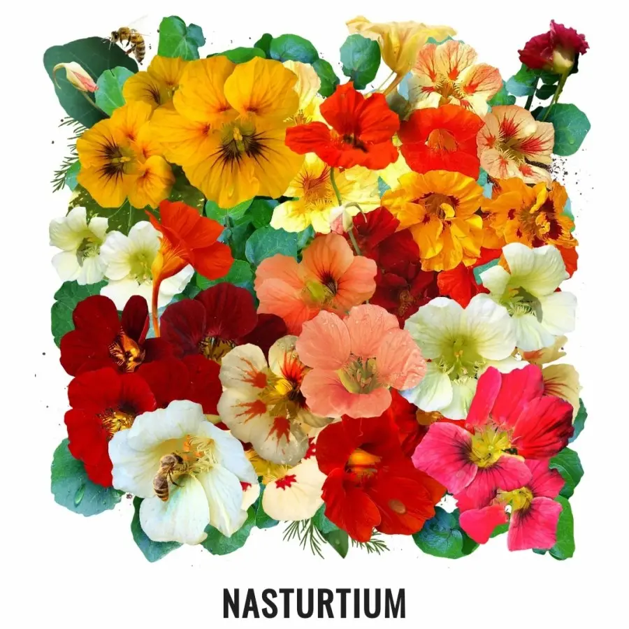 Benih Biji Bunga Nasturtium Benih Biji Berkualitas Dan Termurah