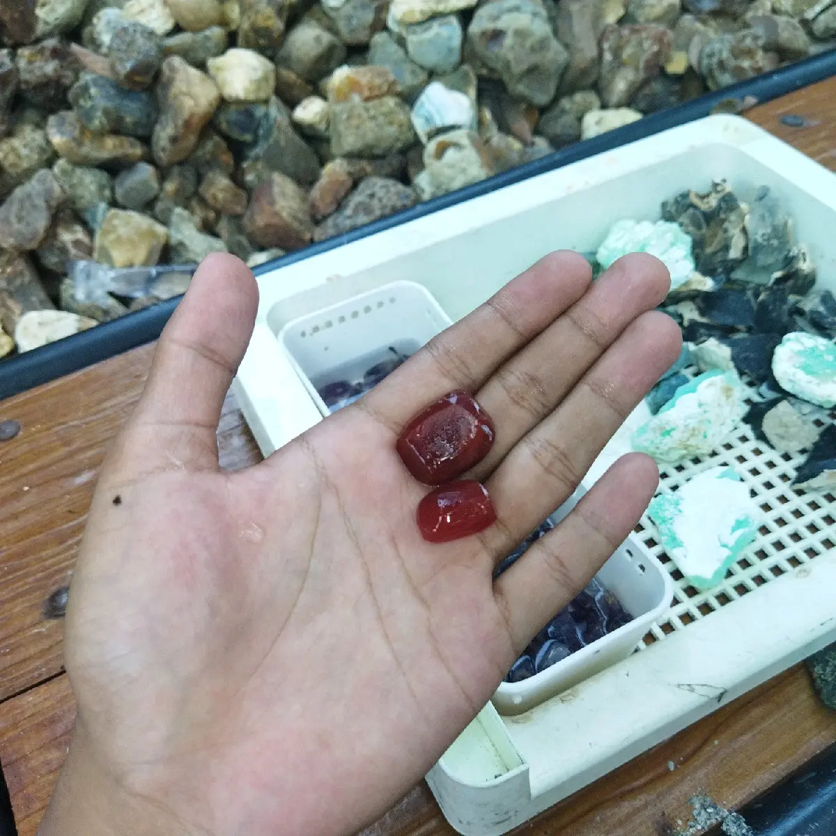 BATU RED BARON/ RED RAFLESIA