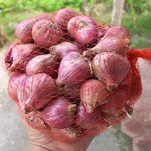 BAWANG MERAH NGANJUK UK SUPER