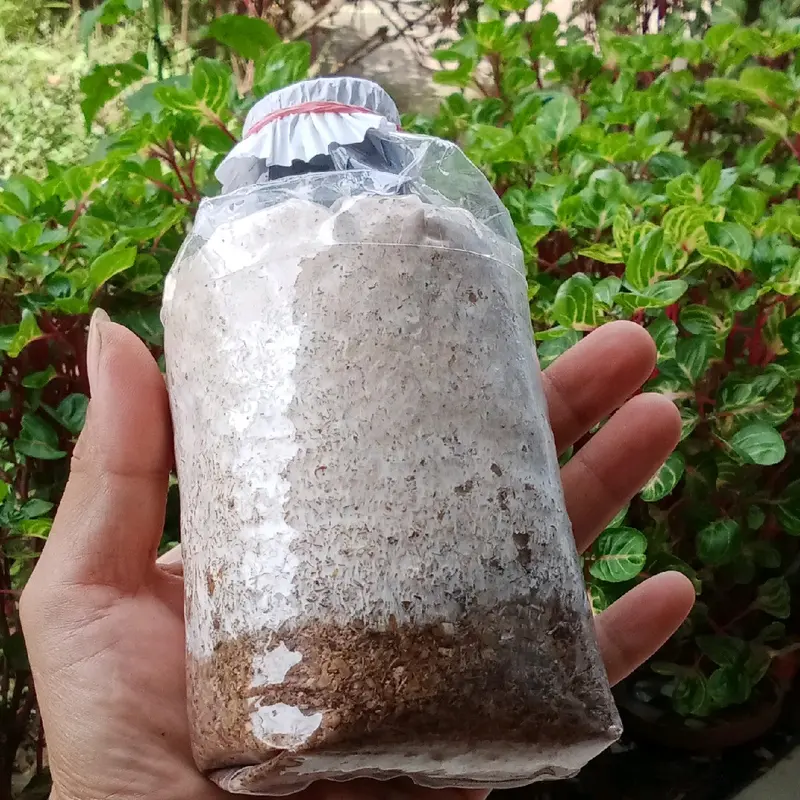 Bibit Jamur Kuping Hitam f2 siap tanam ke media tumbuh Benih jamur komposisi dedak  Padi dan Jagung bibit jamur tiram serbuk tabur benih jamur tiram gratis kayu Sayur beli 4