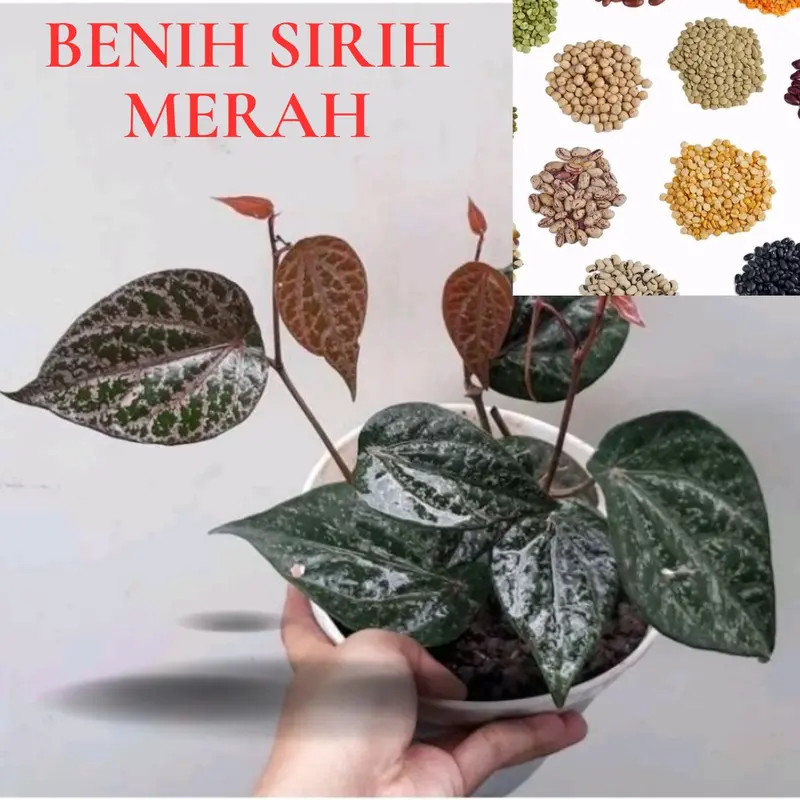 Benih Sirih Merah (Bbt Sirih Merah) 0