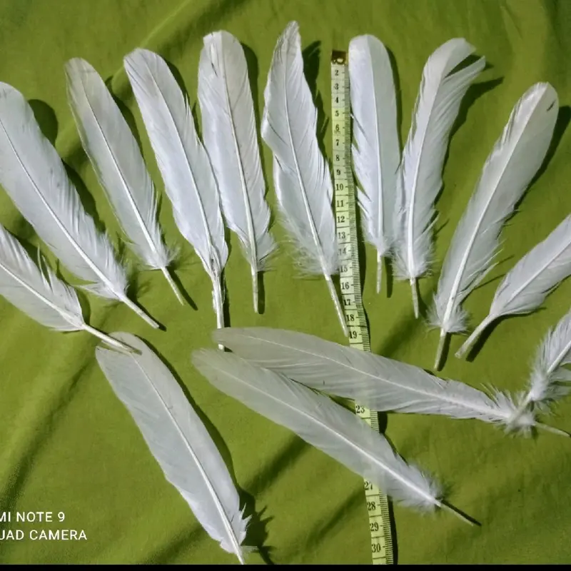 bulu ayam putih 100 pcs 2