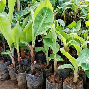 Bibit Pisang Tanduk Super Trenggalek Ukuran Super tinggi 30-40