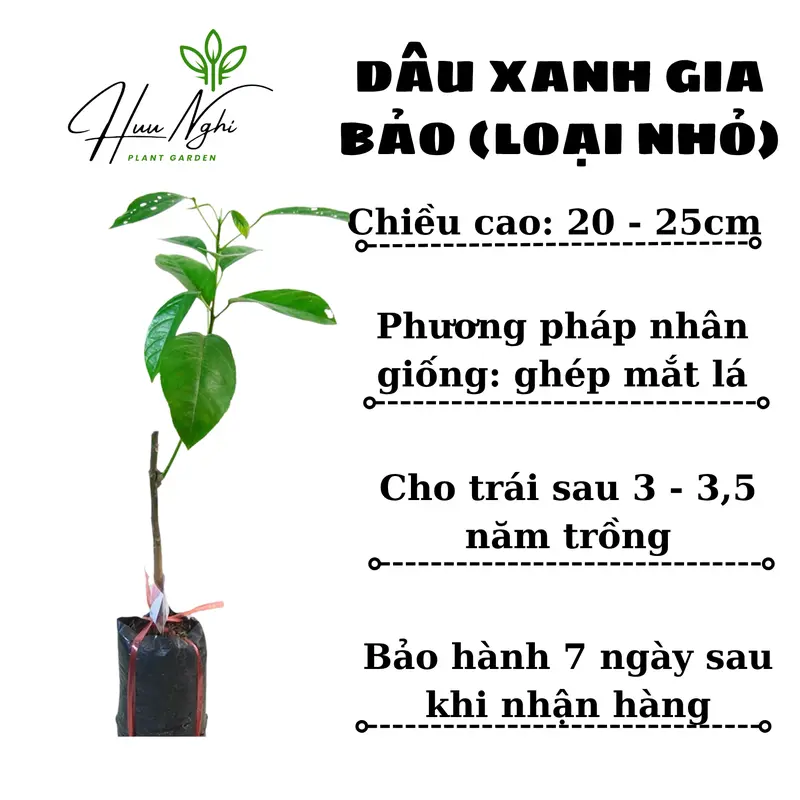 Cây giống Dâu xanh Gia Bảo (dâu da xanh), cây dâu xanh 1