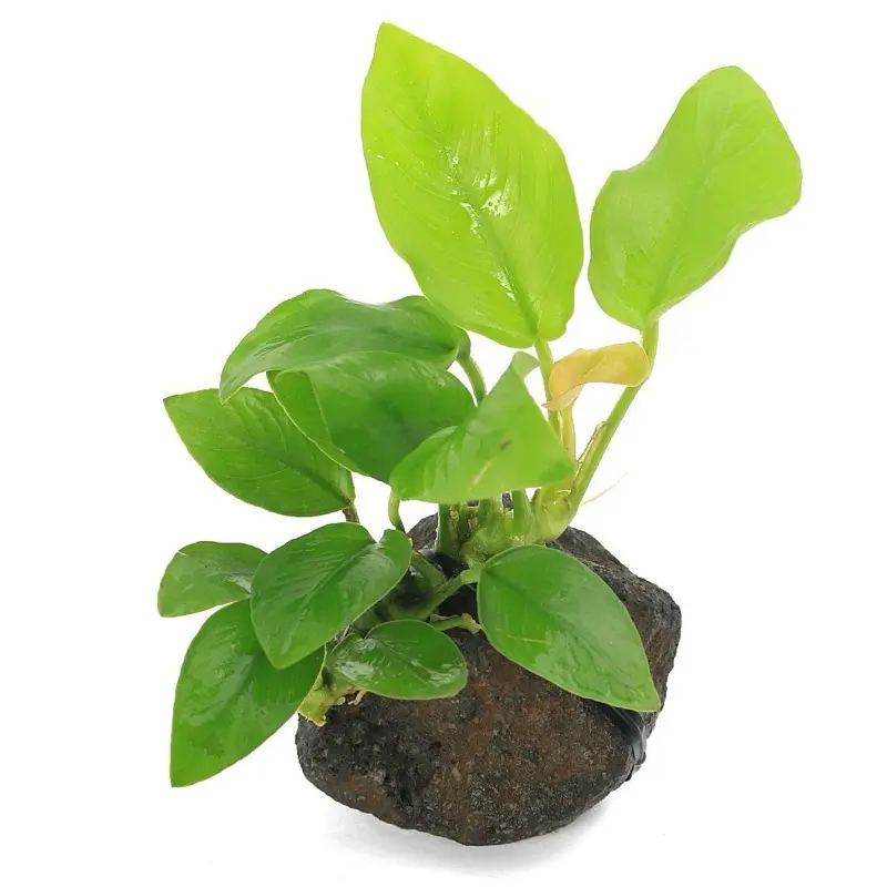 anubias Golden