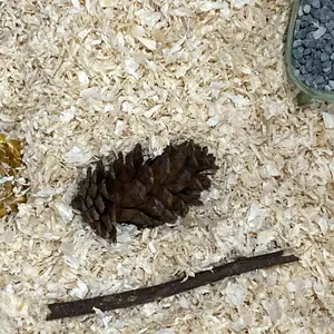 Pine Cone Gigitan Hamster | Chew Toy | Asah Gigi