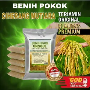 1KG BENIH PADI UNGGUL CIHERANG MUTIARA SUPER UNGGUL GABAH BERKUALITA ORIGINAL