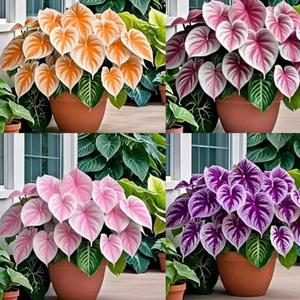 500 Granos, Semillas de Caladio Modelo Mixto, Colores Variados, Alta Germinación, Resistente a la Sombra, Fácil de Cultivar, Decoración de Jardines, Ideal para Interiores y Balcones