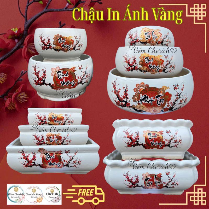  Chậu Trồng Quất Lan tết  IN ÁNH VÀNG KIM  Chậu cây phong thuỷ tài lộc cao cấp sang trọng.Gốm Cherish 