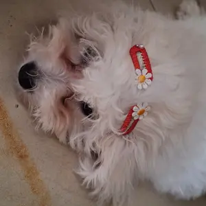 Pawlovin - Hair Clip Jepitan Bulu Anabul