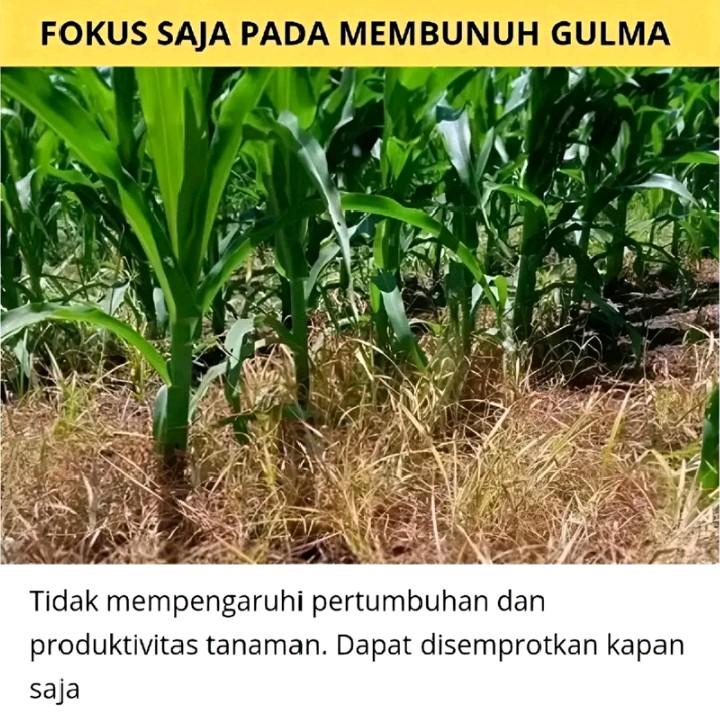 Beli 3 gratis 1 Kill Grass Herbicides organic bunuh gulma tanpa merusak tanamannya 2